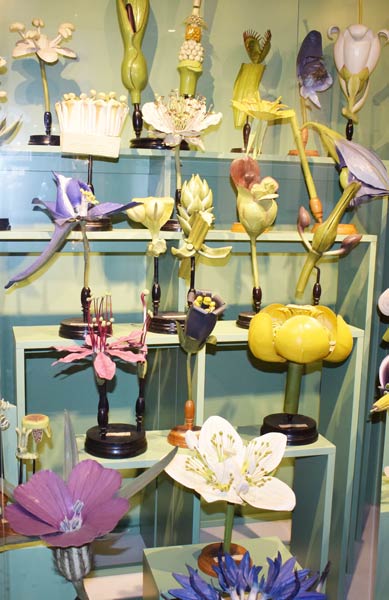 models-of-plants